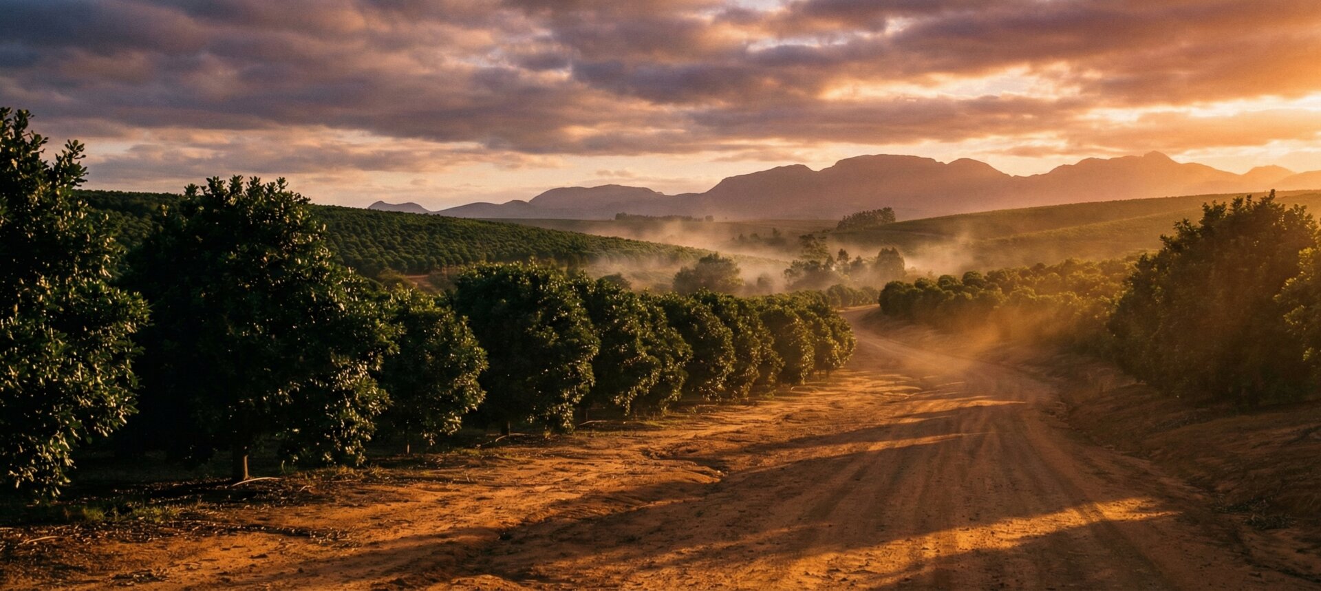 Macadamia orchard in Mpumalanga, South Africa